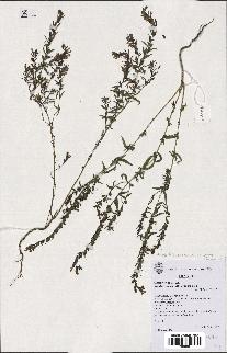 spécimen de Odontites vernus