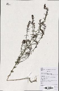 spécimen de Odontites vernus