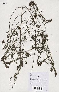spécimen de Odontites vulgaris