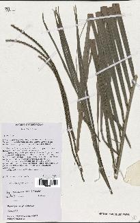 spécimen de Dypsis psammophila