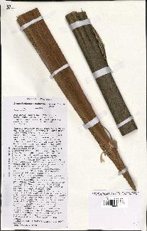spécimen de Beccariophoenix madagascariensis