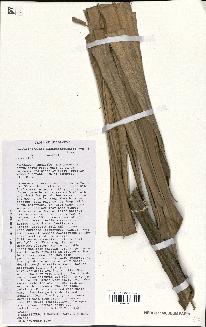 spécimen de Beccariophoenix madagascariensis