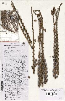 spécimen de Beccariophoenix madagascariensis