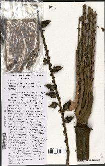 spécimen de Beccariophoenix madagascariensis
