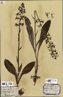 spécimen de Orchis montana