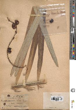 spécimen de Arenga tremula