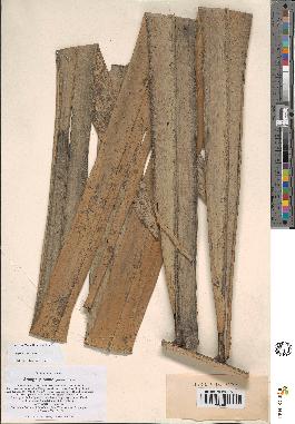 spécimen de Arenga pinnata