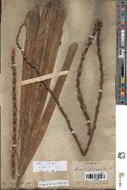 spécimen de Arenga pinnata