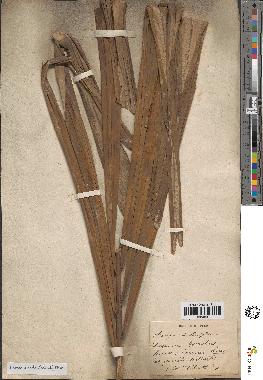 spécimen de Arenga pinnata