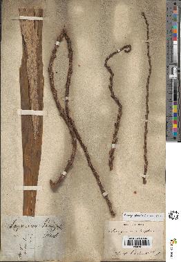 spécimen de Arenga pinnata