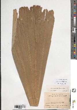 spécimen de Arenga pinnata