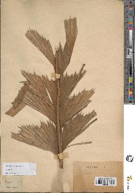 spécimen de Caryota sp.
