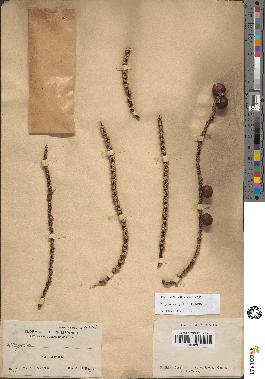 spécimen de Caryota sp.
