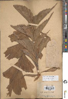 spécimen de Caryota cumingii