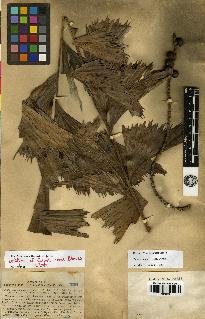 spécimen de Caryota urens