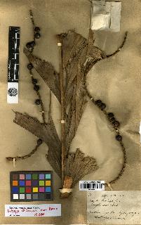 spécimen de Caryota cumingii
