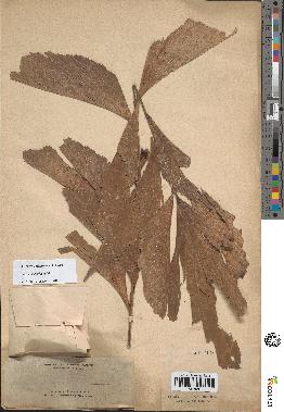 spécimen de Caryota rumphiana