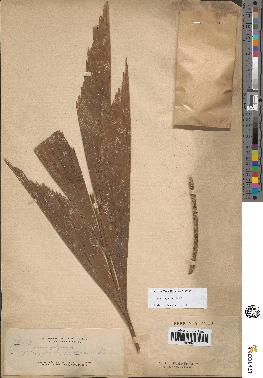 spécimen de Caryota rumphiana