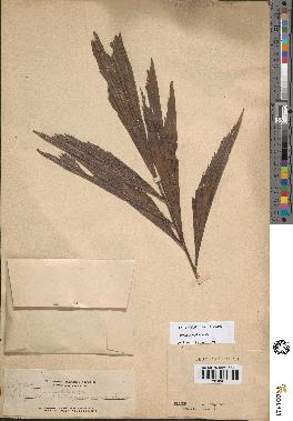 spécimen de Caryota rumphiana