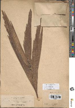 spécimen de Caryota rumphiana
