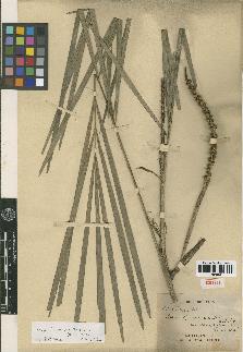 spécimen de Arenga caudata