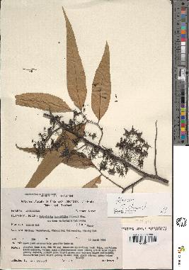 spécimen de Polyalthia longifolia