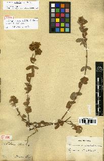 spécimen de Desmodium barbatum