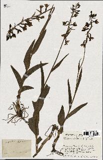 spécimen de Epipactis palustris