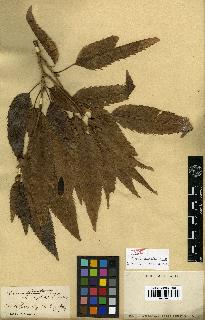 spécimen de Quercus acutissima