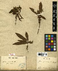 spécimen de Quercus acutissima