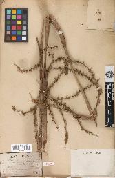 spécimen de Licuala spinosa