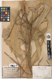 spécimen de Licuala spinosa