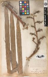 spécimen de Calamus andamanicus