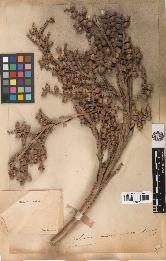 spécimen de Calamus andamanicus