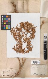 spécimen de Calamus longisetus