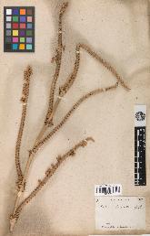 spécimen de Calamus longisetus