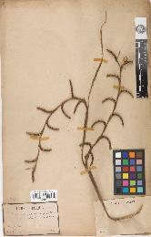spécimen de Calamus palustris