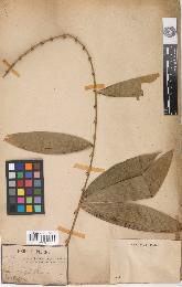 spécimen de Calamus palustris