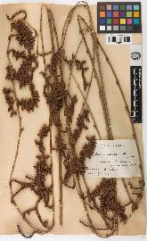 spécimen de Calamus rhabdocladus