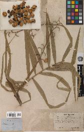 spécimen de Calamus pseudotenuis