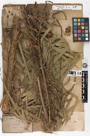 spécimen de Calamus viminalis