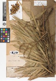 spécimen de Calamus viminalis