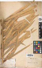 spécimen de Calamus viminalis