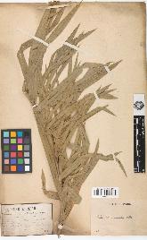 spécimen de Calamus viminalis