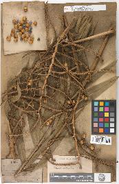 spécimen de Calamus viminalis