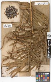 spécimen de Calamus viminalis