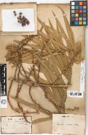 spécimen de Calamus viminalis