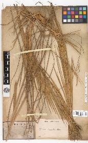 spécimen de Calamus viminalis