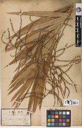 spécimen de Calamus viminalis