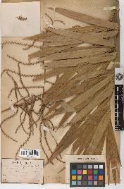 spécimen de Calamus viminalis